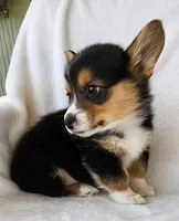 TYLER, a female Pembroke Welsh Corgi for sale in Weatherford, TX – Photo 1 of 8