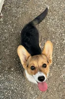 TYLER, a female Pembroke Welsh Corgi for sale in Weatherford, TX – Photo 8 of 8