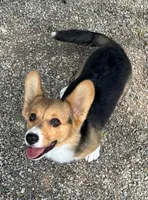 TYLER, a female Pembroke Welsh Corgi for sale in Weatherford, TX – Photo 6 of 8