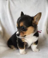 TYLER, a female Pembroke Welsh Corgi for sale in Weatherford, TX – Photo 3 of 8