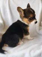 TYLER, a female Pembroke Welsh Corgi for sale in Weatherford, TX – Photo 4 of 8