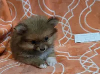 GRACE K  White Rib, a female Pomeranian for sale in Weatherford, TX – 8 of 9