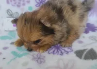 MARILYN  MONROE, a female Pomeranian for sale in Weatherford, TX – 8 of 9