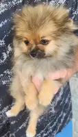 DOODLE, a male Pomeranian for sale in Weatherford, TX – Photo 1 of 3
