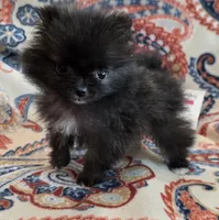 SANDY   Red Rib, a female Pomeranian for sale in Weatherford, TX – 5 of 10