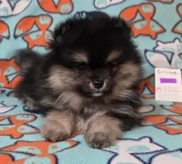 CRUISE     Purple rib, a male Pomeranian for sale in Weatherford, TX – 3 of 9