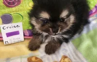 CRUISE     Purple ribbon, a male Pomeranian for sale in Weatherford, TX – 6 of 6