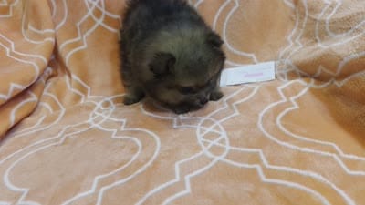 JUDY G   Pink Rib, a female Pomeranian for sale in Weatherford, TX – 9 of 9