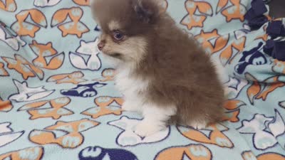 DUDE  Green Rib, a male Pomeranian for sale in Weatherford, TX – 9 of 9