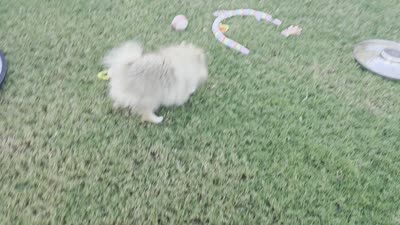 SEADOO  Blue Rib, a male Pomeranian for sale in Weatherford, TX – 10 of 10
