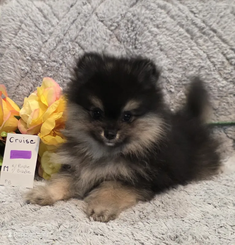 CRUISE     Purple rib – Pomeranian puppy for sale in Weatherford, TX