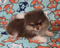 DUDE  Green Rib, a male Pomeranian for sale in Weatherford, TX – 3 of 9