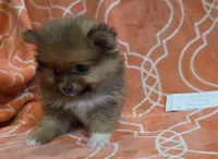 GRACE K  White Rib, a female Pomeranian for sale in Weatherford, TX – 3 of 9