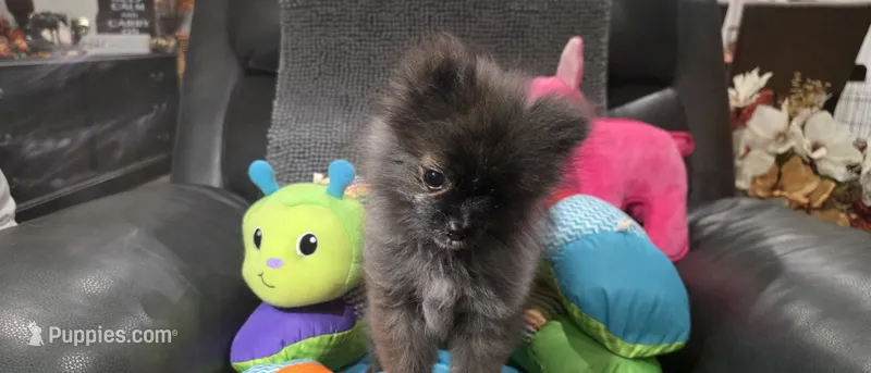 SANDY   Red Rib – Pomeranian puppy for sale in Weatherford, TX