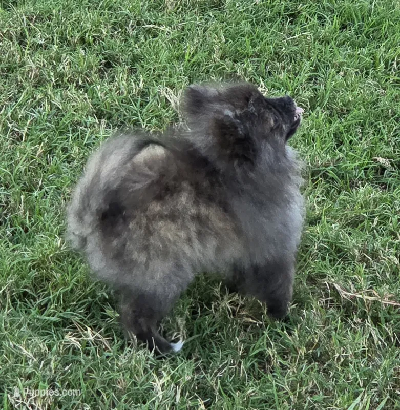 SANDY   Red Rib – Pomeranian puppy for sale in Weatherford, TX