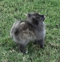 SANDY   Red Rib, a female Pomeranian for sale in Weatherford, TX – 1 of 9