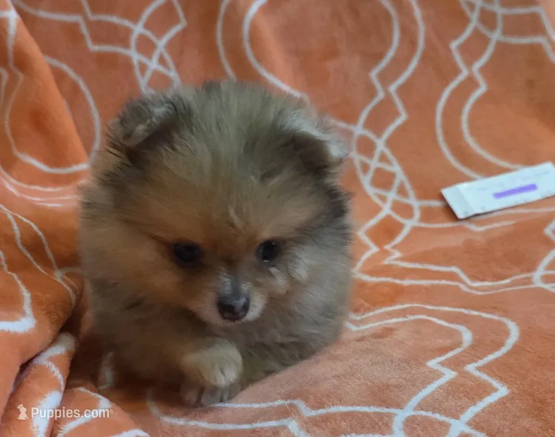 MARILYN  MONROE – Pomeranian puppy for sale in Weatherford, TX