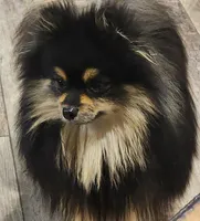 Kingston FULL MALE, a male Pomeranian for sale in Weatherford, TX – Photo 7 of 7