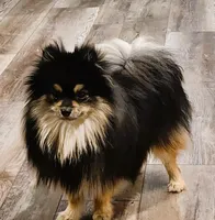 Kingston FULL MALE, a male Pomeranian for sale in Weatherford, TX – Photo 5 of 7