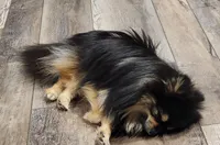 Kingston FULL MALE, a male Pomeranian for sale in Weatherford, TX – Photo 6 of 7