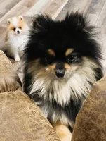 Kingston FULL MALE, a male Pomeranian for sale in Weatherford, TX – Photo 4 of 7