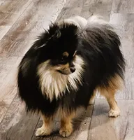 Kingston FULL MALE, a male Pomeranian for sale in Weatherford, TX – Photo 3 of 7