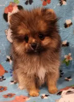 Doodle, a male Pomeranian for sale in Weatherford, TX – Photo 4 of 5