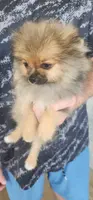 Doodle, a male Pomeranian for sale in Weatherford, TX – Photo 3 of 5