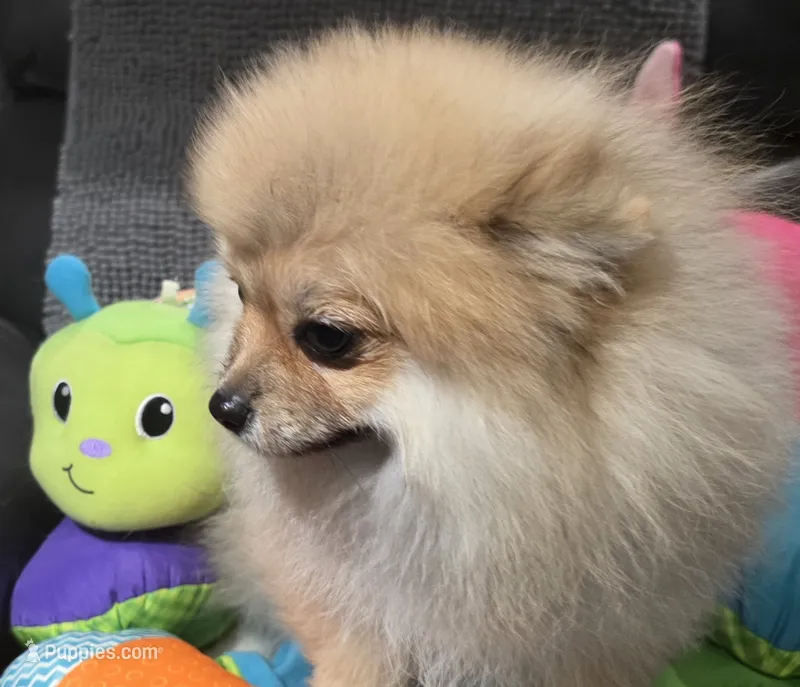 SEADOO  Blue Rib – Pomeranian puppy for sale in Weatherford, TX
