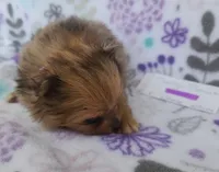 MARILYN  MONROE, a female Pomeranian for sale in Weatherford, TX – 4 of 9