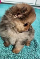 VAL, a male Pomeranian for sale in Weatherford, TX – Photo 8 of 9