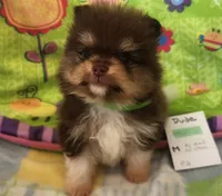 DUDE, a male Pomeranian for sale in Weatherford, TX – 7 of 10