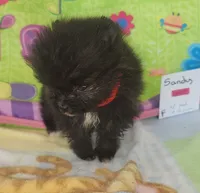 SANDY, a female Pomeranian for sale in Weatherford, TX – 4 of 6