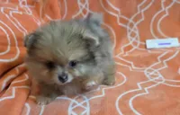 MARILYN  M Mauve Rib, a female Pomeranian for sale in Weatherford, TX – 7 of 10