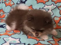 DUDE  Green Rib, a male Pomeranian for sale in Weatherford, TX – 5 of 9