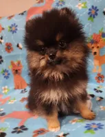 UNCLE, a male Pomeranian for sale in Weatherford, TX – Photo 1 of 7