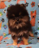 UNCLE, a male Pomeranian for sale in Weatherford, TX – Photo 5 of 7
