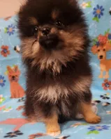 UNCLE, a male Pomeranian for sale in Weatherford, TX – Photo 6 of 7
