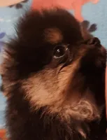 UNCLE, a male Pomeranian for sale in Weatherford, TX – Photo 3 of 7