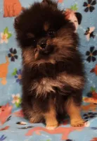 UNCLE, a male Pomeranian for sale in Weatherford, TX – Photo 4 of 7