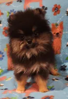 UNCLE, a male Pomeranian for sale in Weatherford, TX – Photo 2 of 7