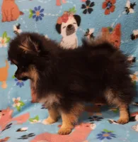 UNCLE, a male Pomeranian for sale in Weatherford, TX – Photo 7 of 7