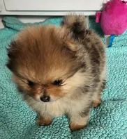 VAL, a male Pomeranian for sale in Weatherford, TX – Photo 3 of 9