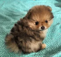 VAL, a male Pomeranian for sale in Weatherford, TX – Photo 2 of 9