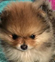 VAL, a male Pomeranian for sale in Weatherford, TX – Photo 4 of 9