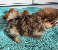 VAL, a male Pomeranian for sale in Weatherford, TX – Photo 6 of 9