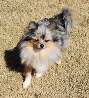 VAL, a male Pomeranian for sale in Weatherford, TX – Photo 9 of 9