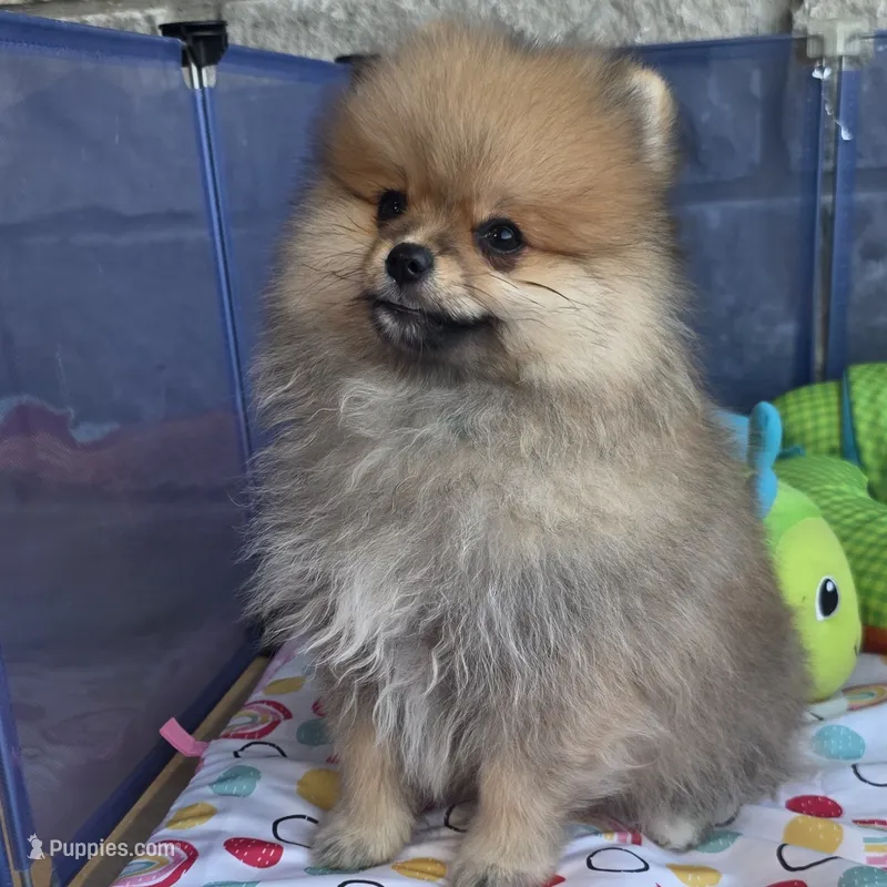 SEADOO  Blue Rib – Pomeranian puppy for sale in Weatherford, TX