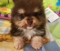 DUDE, a male Pomeranian for sale in Weatherford, TX – 3 of 10