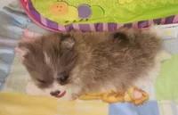 SUMMER, a female Pomeranian for sale in Weatherford, TX – 8 of 8